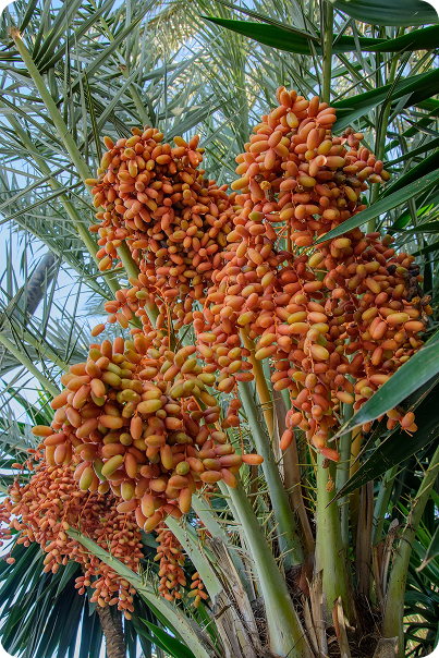 Dates growing on a palm in the desert