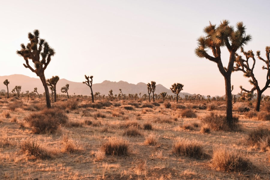 Joshua trees and golden desert grasses beneath a pale sky.