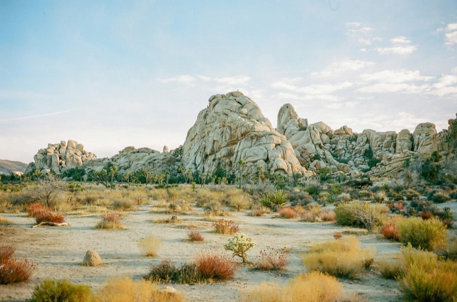 Pale desert boulders and low green shrubs beneath a blue sky.