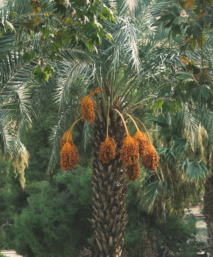 Date palms bearing clusters of ripe dates