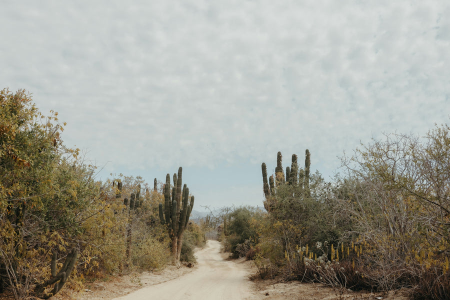 Cactus-lined desert path beneath a cloudy sky