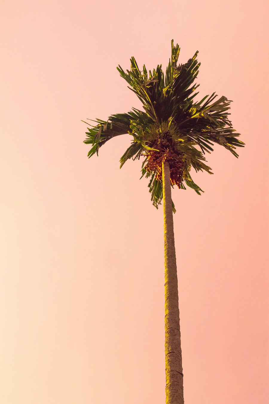 Date palm against a pink desert sunset