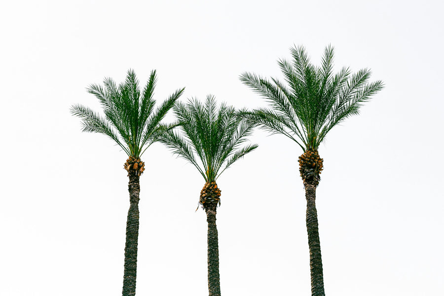Three date palms against a pale sky