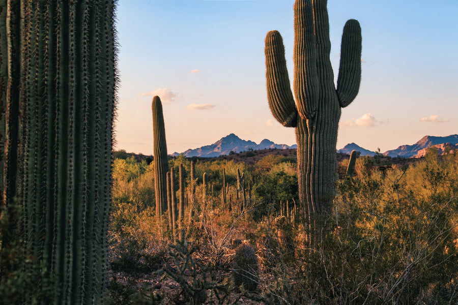 Tall saguaro cacti in a desert landscape