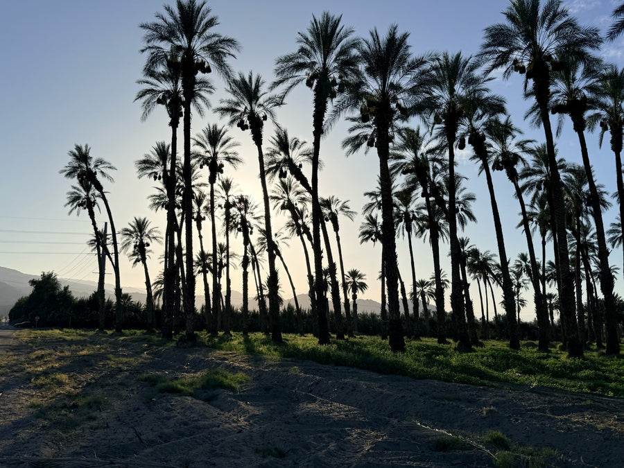 Date palms silhouetted against an evening sky