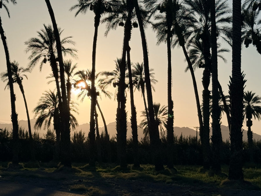 Date palms silhouetted against a desert sunset