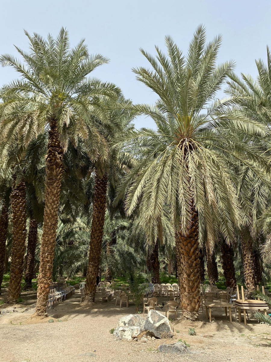 A grove of date palms in the desert
