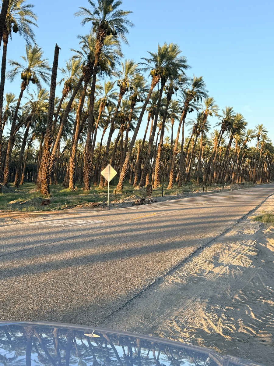 A quiet road lined with tall desert palms