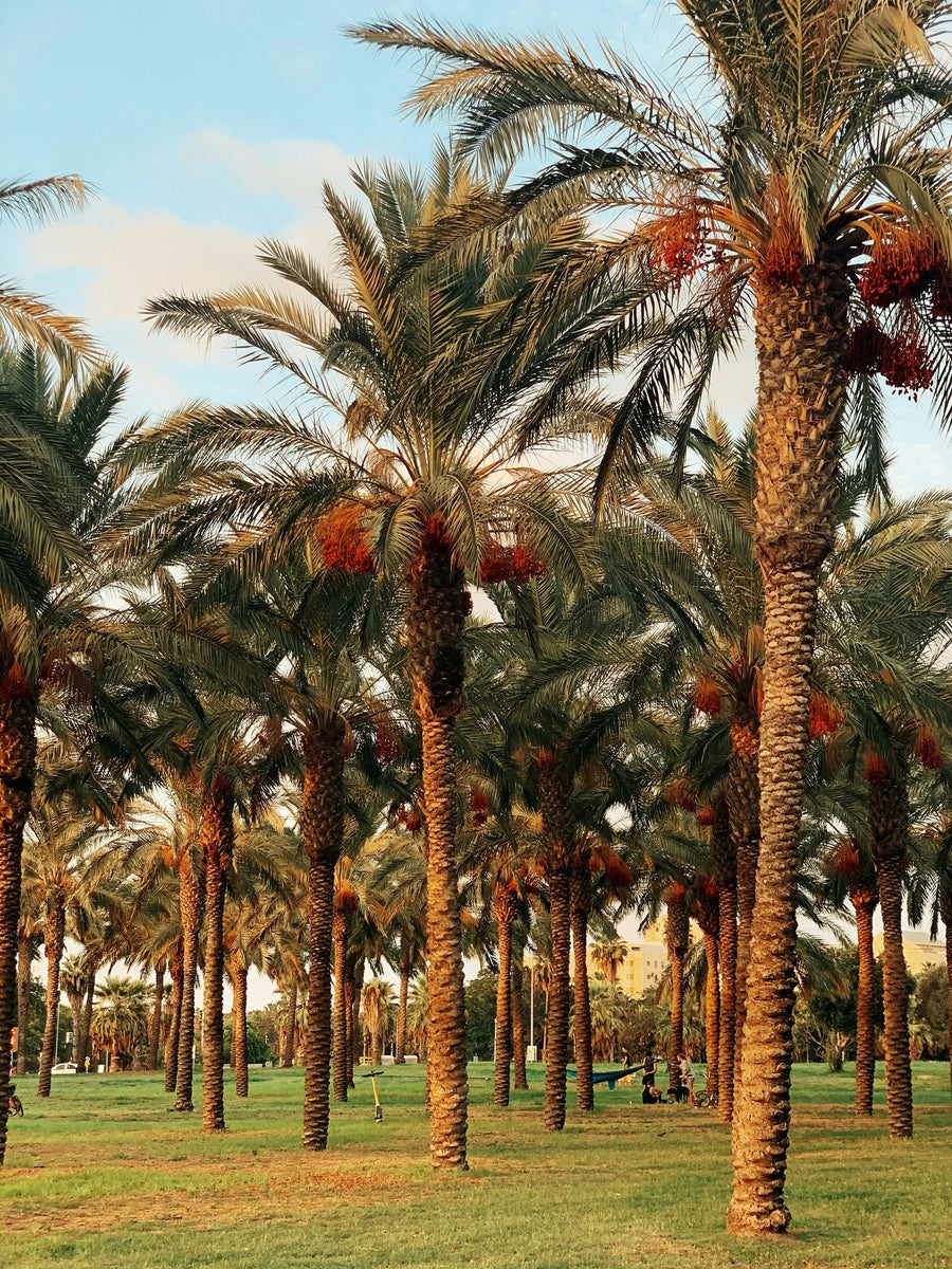 Sunlit rows of date palms