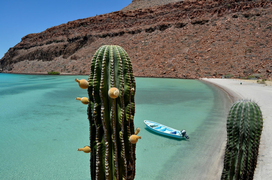 Cacti above a turquoise bay and arid mountain slopes