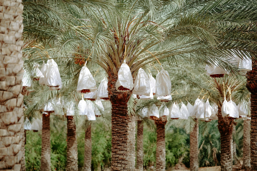 Rows of date palms in a sunlit desert grove