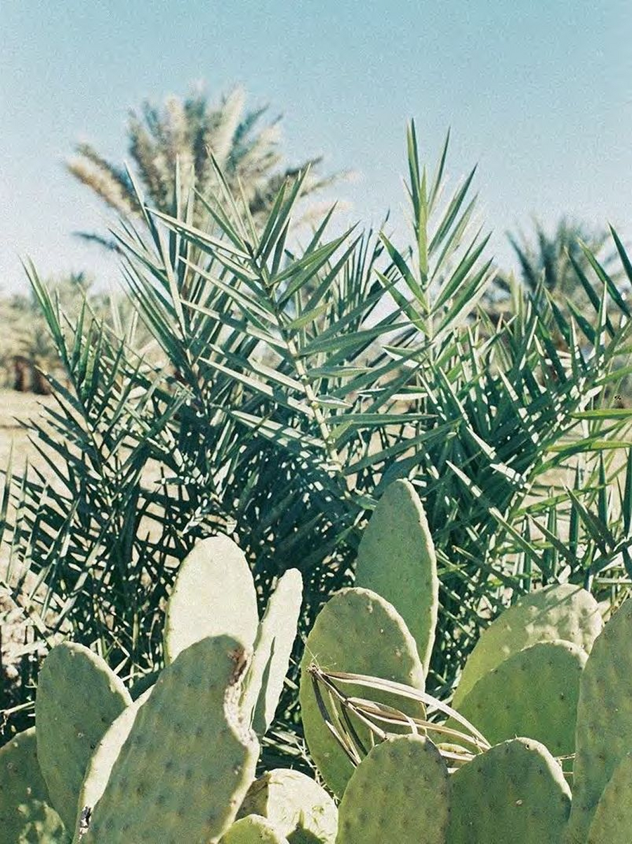 Prickly pear cactus and desert palms