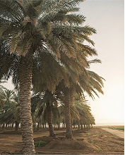 Date palms in a desert grove