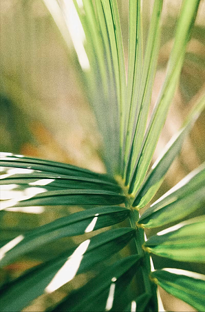Sunlit desert yucca leaves
