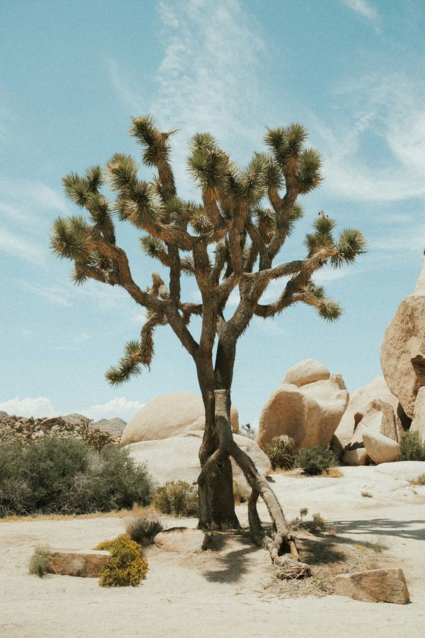 A Joshua tree and pale desert boulders beneath a blue sky.