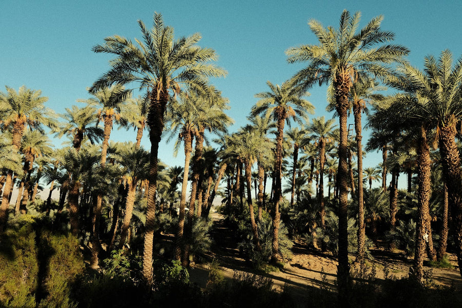 Date palms in the Coachella Valley
