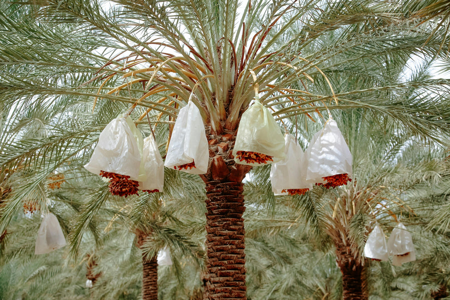 Date palms in the Coachella Valley