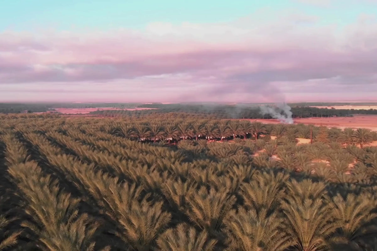 A date palm grove at sunset