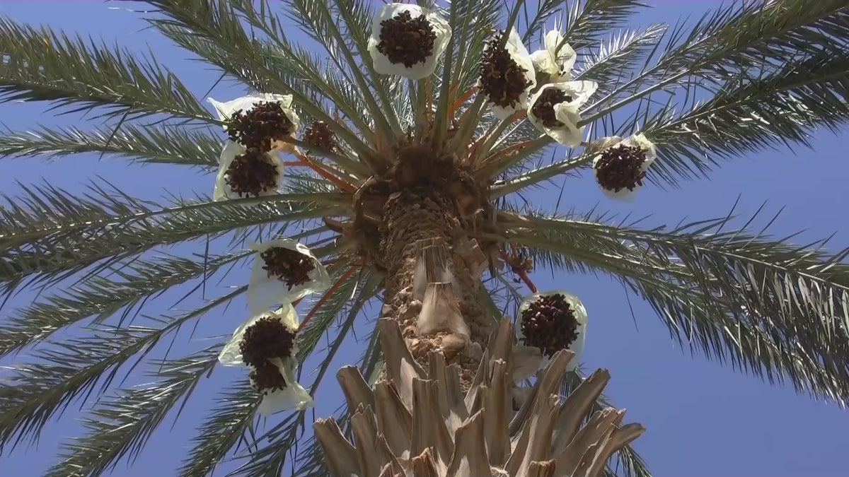 Clusters of dates beneath a palm canopy