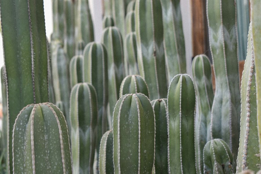Close-up of green columnar cacti in soft desert light.